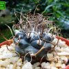 Turbinicarpus _macrochele_ ssp.frailensis _06